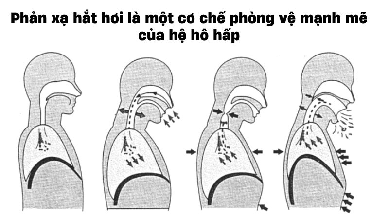 Phản xạ hắt hơi là một cơ chế phòng vệ mạnh mẽ của hệ hô hấp để loại bỏ các chất kích thích