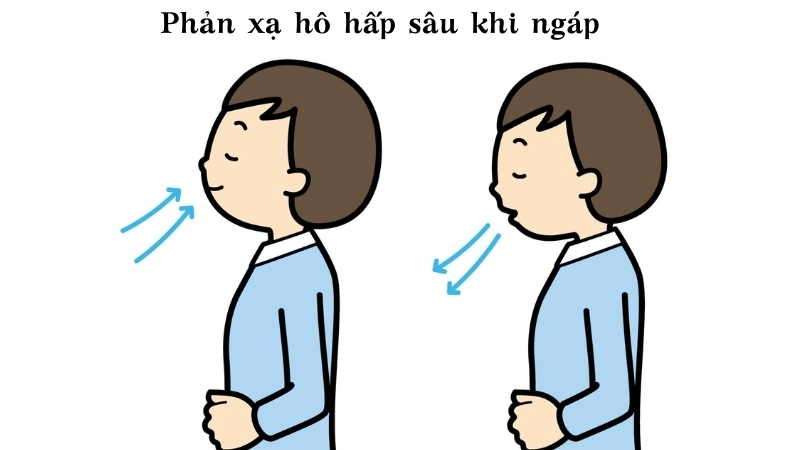  Phản xạ hô hấp sâu khi ngáp giúp điều hòa oxy trong cơ thể
