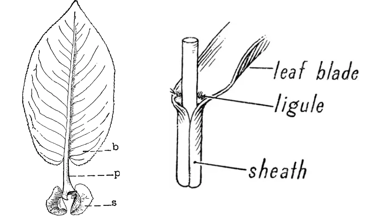 Phiến lá và cuống lá minh họa khí động học trong sinh học thực vật