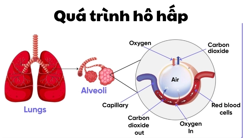  Phổi và hệ tuần hoàn trao đổi khí trong quá trình hô hấp
