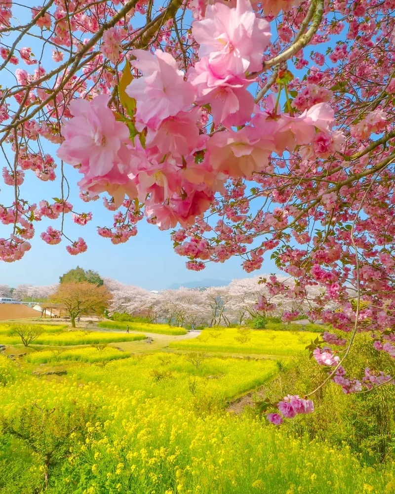 Thưởng thức vẻ đẹp mùa xuân với ảnh cảnh đẹp mùa xuân