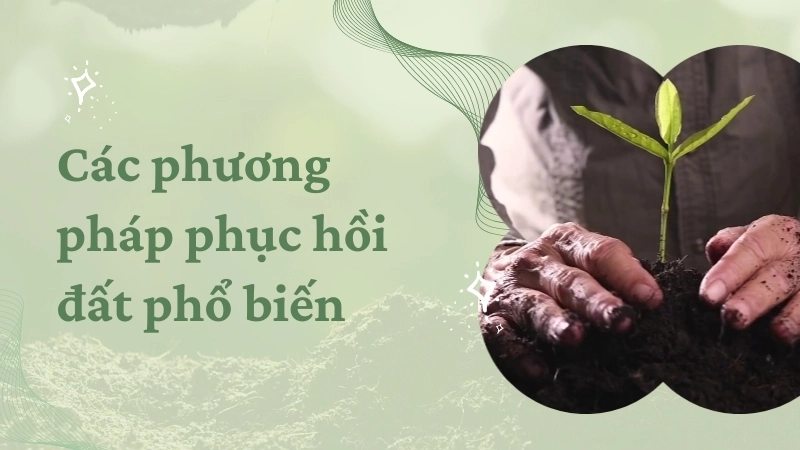 Các phương pháp phục hồi đất phổ biến