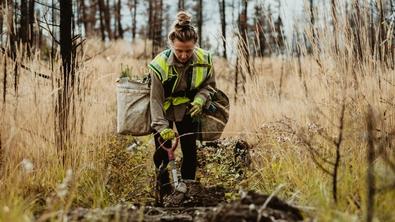 Phục hồi rừng là giải pháp quan trọng chống lại biến đổi khí hậu