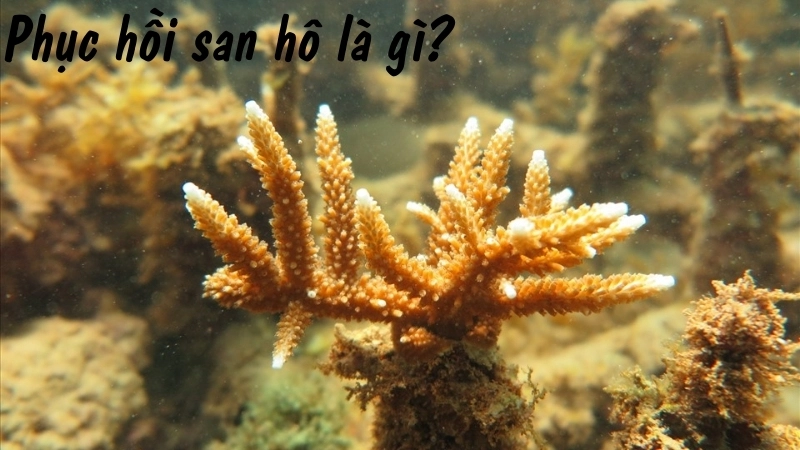 Phục hồi san hô là gì?