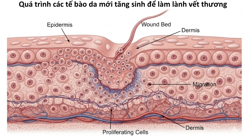 Quá trình các tế bào da mới tăng sinh để làm lành vết thương