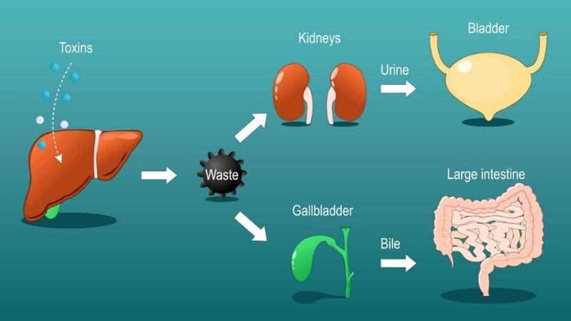  Quá trình giải độc quan trọng diễn ra bên trong lá gan