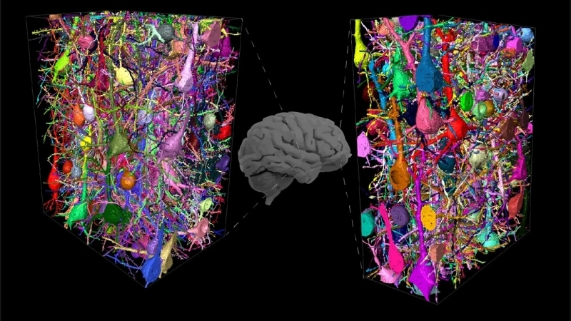  Quá trình hình thành và củng cố ký ức qua các kết nối synapse