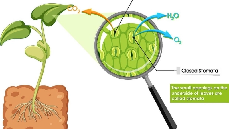 Quá trình thoát hơi nước ở lá 