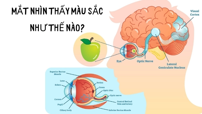  Quang học trong mắt tiếp nhận ánh sáng cho hệ thị giác