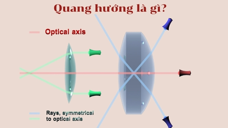 Quang hướng là hiện tượng mọc hướng về phía ánh sáng