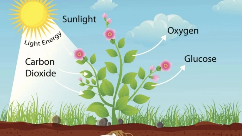  Rễ cây thích nghi để hút nước trong chu trình nước tự nhiên