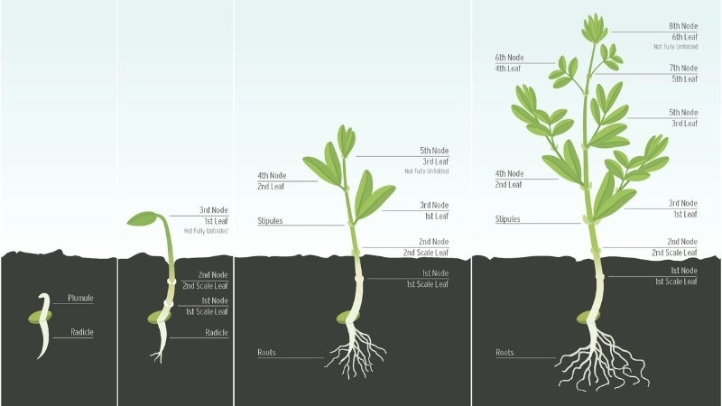  Rễ và chồi non mọc đúng hướng nhờ cảm ứng trong STEM vui