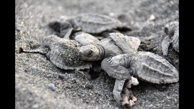  Rùa biển con bị mất phương hướng do ô nhiễm ánh sáng đô thị