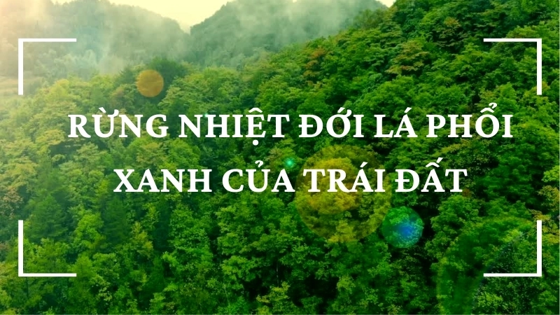 Rừng nhiệt đới và vai trò với con người