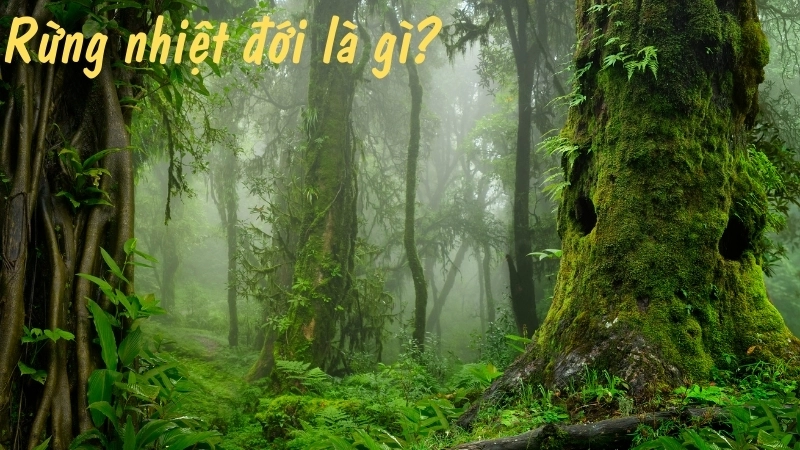 Rừng nhiệt đới là gì?
