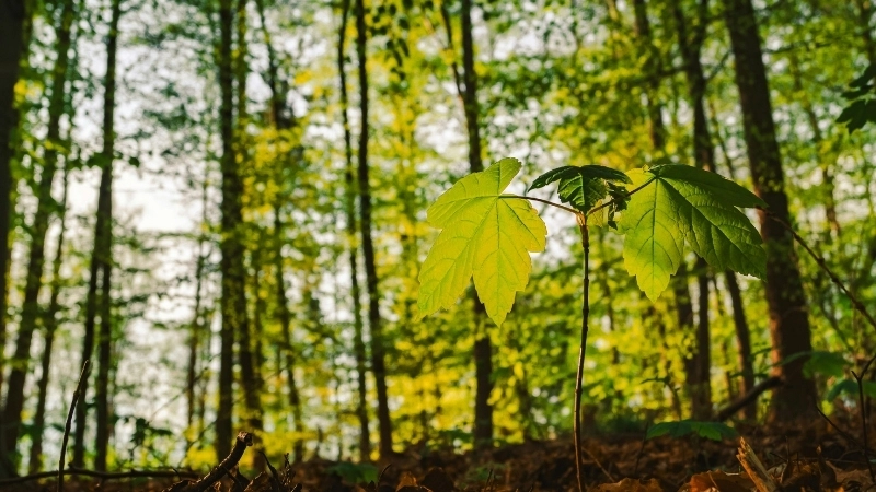 Rừng non là cỗ máy hấp thụ carbon hiệu quả cho hành tinh