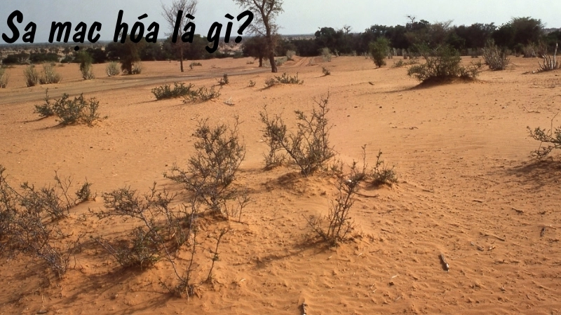 Sa mạc hóa là gì?