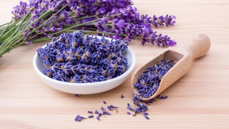  Sắc tố anthocyanin tạo màu tím cho hoa lavender trong sinh học thực vật
