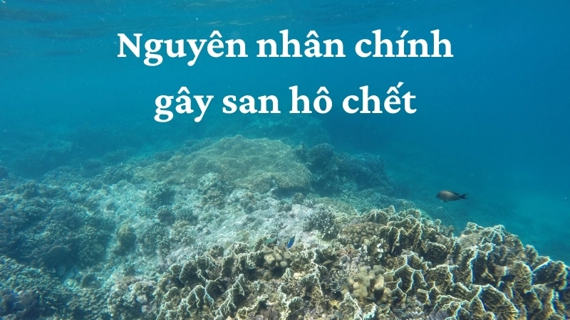 Nguyên nhân chính gây san hô chết