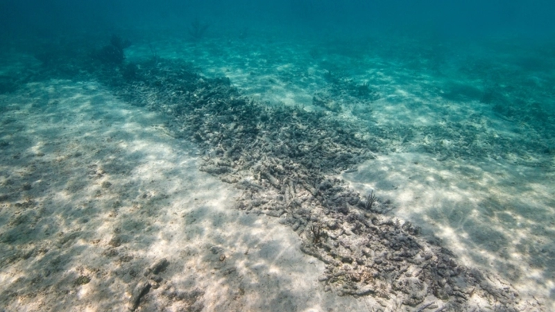 Hậu quả san hô chết đối với môi trường biển