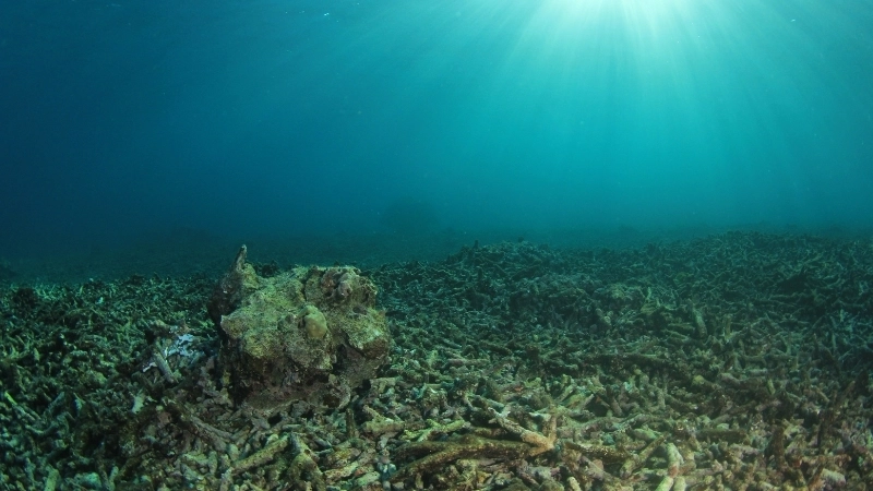 Giải pháp bảo vệ và phục hồi san hô