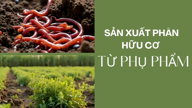 Sản xuất phân hữu cơ từ phụ phẩm là hướng đi nông nghiệp bền vững