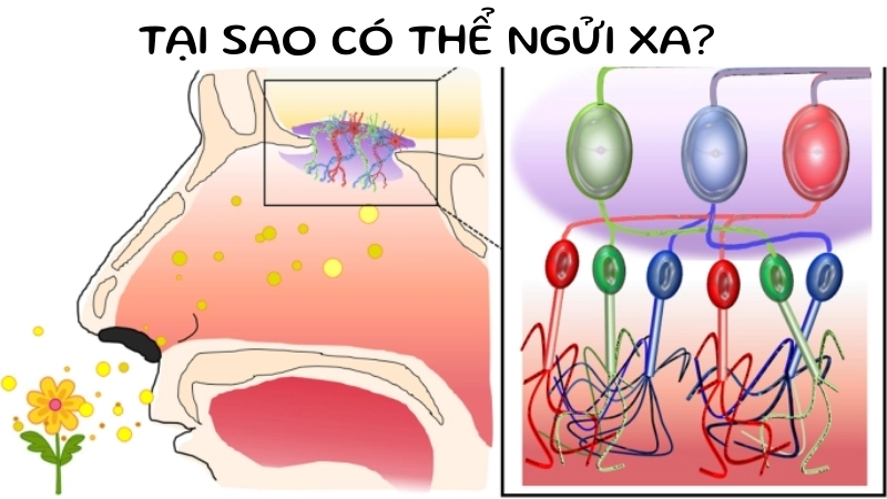 Sinh học cơ thể cho phép khứu giác phát hiện một số mùi hương quen thuộc dù ở khoảng cách xa