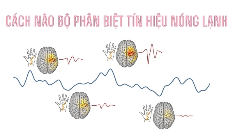  Sinh học cơ thể giải thích cách não bộ phân biệt tín hiệu nóng lạnh