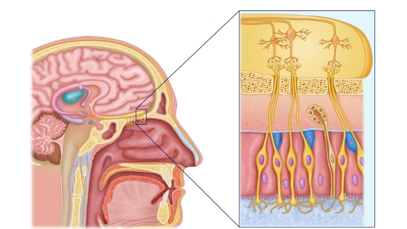  Sinh học cơ thể liên kết khứu giác với vùng ký ức