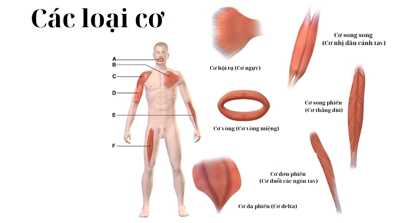 Sinh học cơ thể phân loại cơ bắp thành 3 nhóm với chức năng và cấu trúc khác nhau