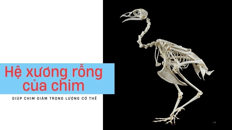 Sinh học động vật độc đáo với hệ xương rỗng giúp chim giảm trọng lượng cơ thể