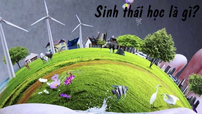 Sinh thái học là gì?