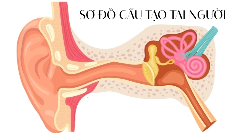 Sơ đồ cấu tạo tai người cho thấy đường đi của sóng âm từ vành tai vào màng nhĩ