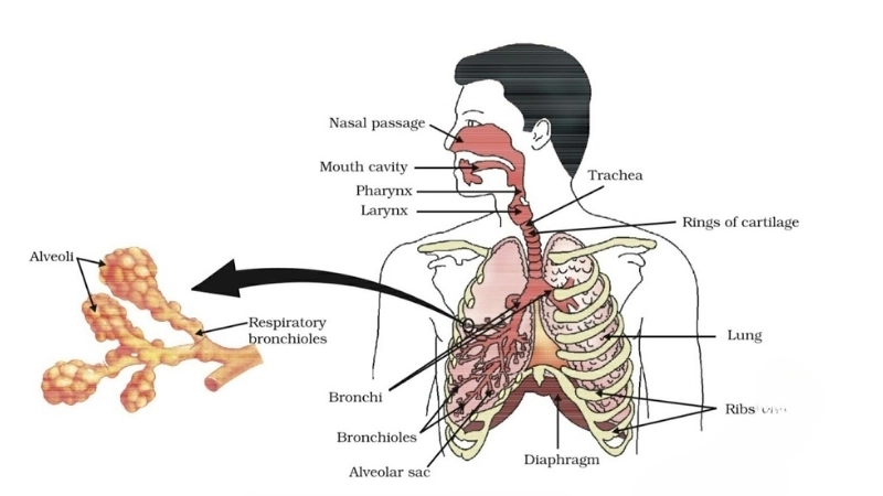  Sơ đồ hệ hô-hấp tham gia vào quá trình tạo ra giọng nói con người