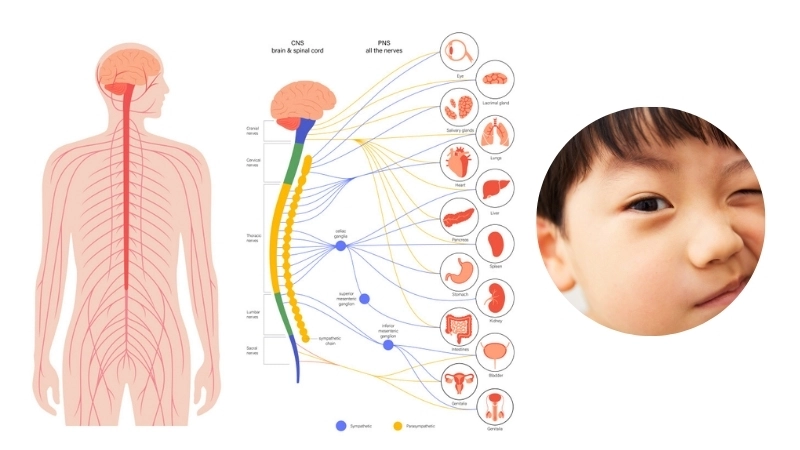  Sơ đồ hệ thần kinh chi phối các cơ trên khuôn mặt và mắt