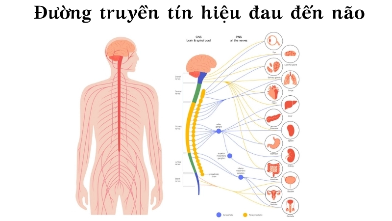  Sơ đồ hệ thần kinh minh họa đường truyền tín hiệu đau đến não