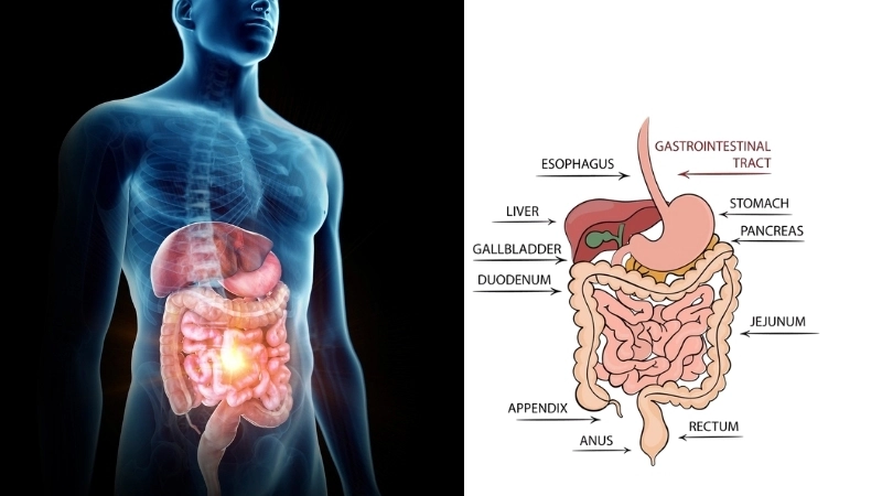  Sơ đồ hệ tiêu hóa trong sinh học cơ thể người và vị trí của ruột