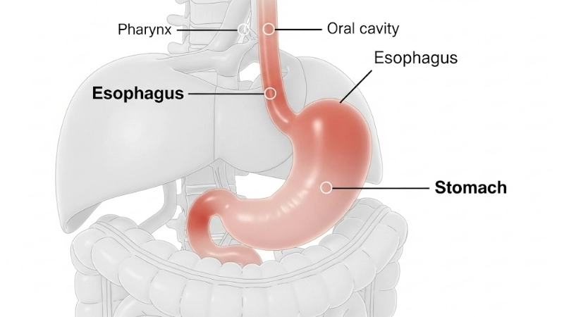  Sơ đồ hệ tiêu hóa và vị trí của dạ dày cùng thực quản
