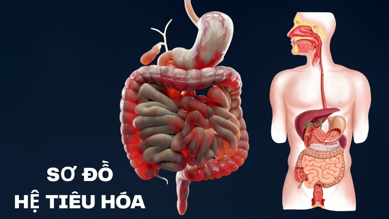 Sơ đồ hệ tiêu hóa với ruột là cơ quan chính trong cơ chế tiêu chảy