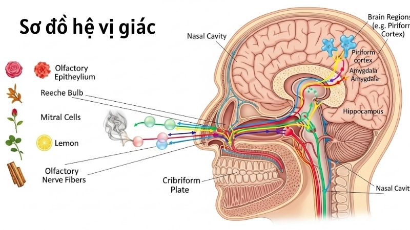  Sơ đồ hệ vị giác kết nối các dây thần kinh từ lưỡi đến não bộ