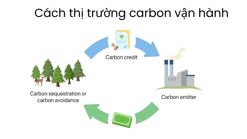  Sơ đồ minh hoạ cách thị trường carbon vận hành