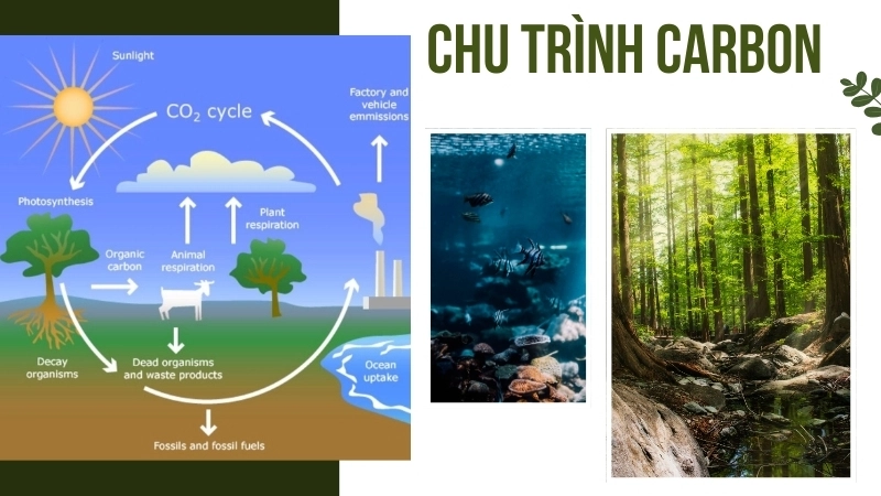  Sơ đồ minh họa chu trình carbon và vai trò của đại dương và rừng