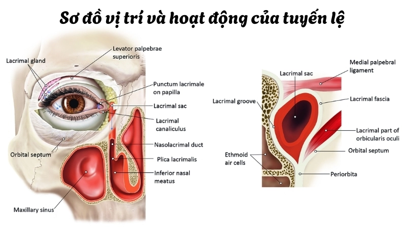 Sơ đồ vị trí và hoạt động của tuyến lệ trong việc sản xuất nước mắt để bảo vệ mắt