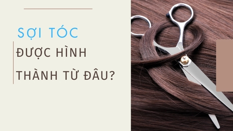  Sợi tóc được cấu tạo chủ yếu từ Keratin, mọc ra từ các nang lông dưới da đầu
