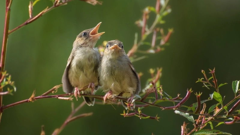 Sóng âm từ tiếng chim hót lan tỏa trong không khí mát mẻ bình minh