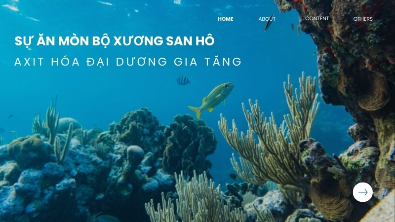  Sự ăn mòn bộ xương san hô do tình trạng axit hóa đại dương gia tăng