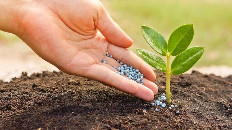  Sử dụng phân hữu cơ trong nông nghiệp bền vững để cải tạo đất