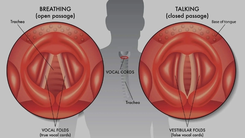 Sự phối hợp của dây thanh âm, lưỡi và môi để tạo ra giọng nói