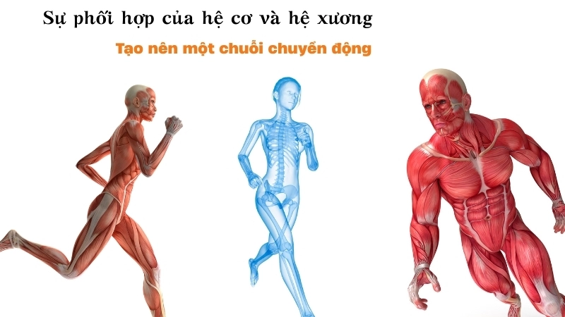  Sự phối hợp của hệ cơ và hệ xương tạo nên một chuỗi chuyển động hoàn hảo