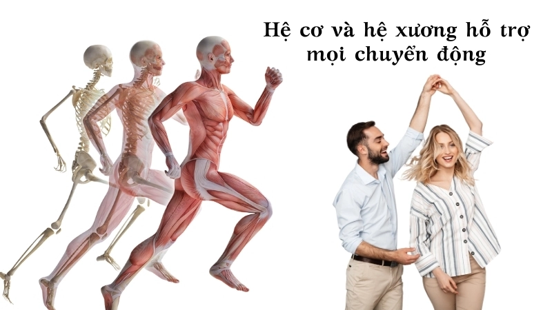 Sự phối hợp giữa hệ cơ và hệ xương là chìa khóa cho mọi chuyển động bùng nổ